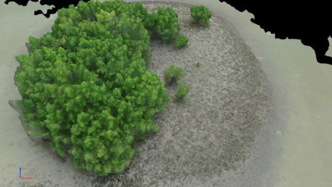 Digital 3D model of oyster bed