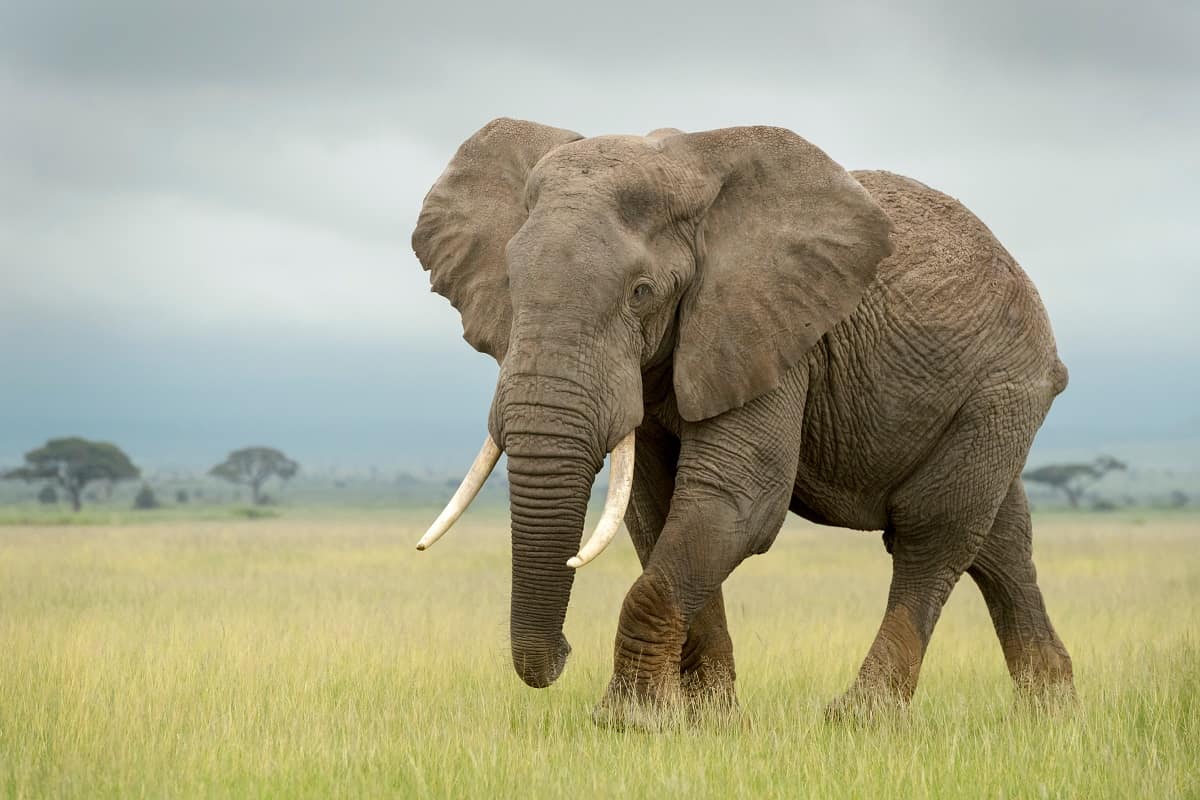 African elephant on the plains.